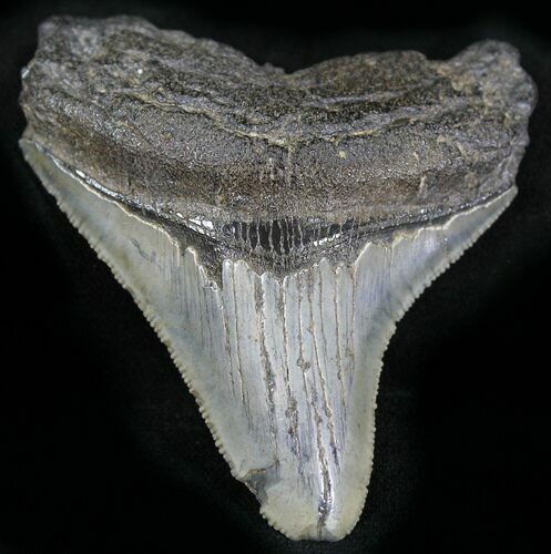 Bargain Posterior Megalodon Tooth #25668